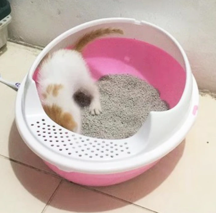 Opo CAT Bak Pasir Starter Kit Translation missing: id.activerecord.decorators.item_part_image/alt