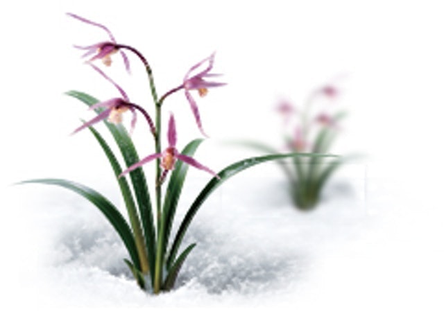 Innisfree Orchid Eye Cream Translation missing: id.activerecord.decorators.item_part_image/alt