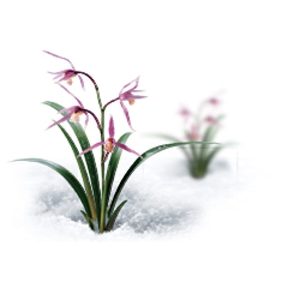 Innisfree Orchid Eye Cream Translation missing: id.activerecord.decorators.item_part_image/alt