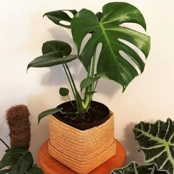 Tanaman Hias Monstera Deliciosa Translation missing: id.activerecord.decorators.item_part_image/alt