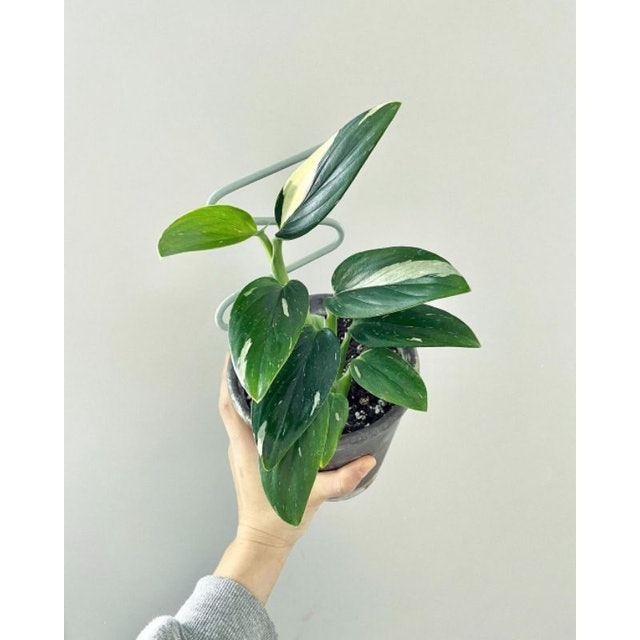  Monstera standleyana variegata