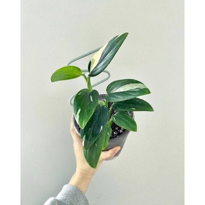 Monstera standleyana variegata 2