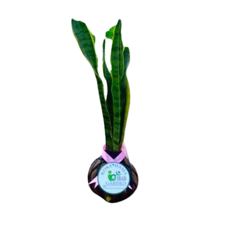 Sansevieria trifasciata 'Laurentii' 1
