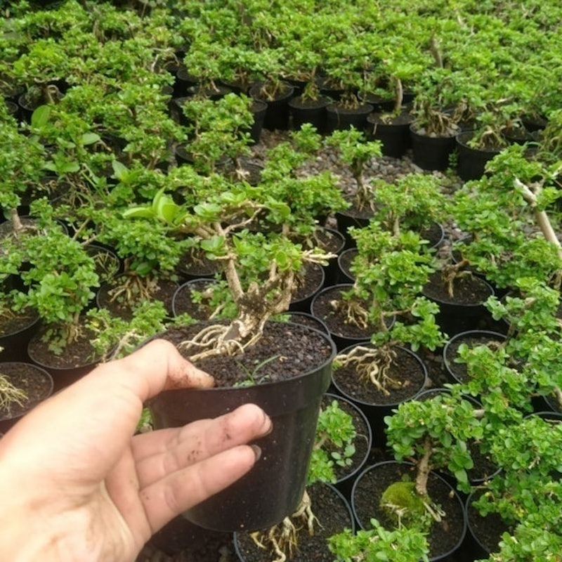 Bonsai Mame Sancang 5