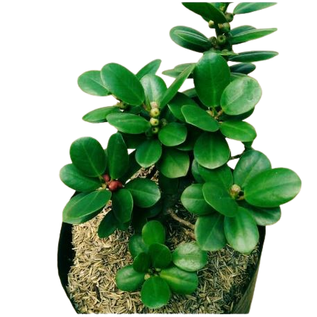  Bibit Beringin Dolar Koin