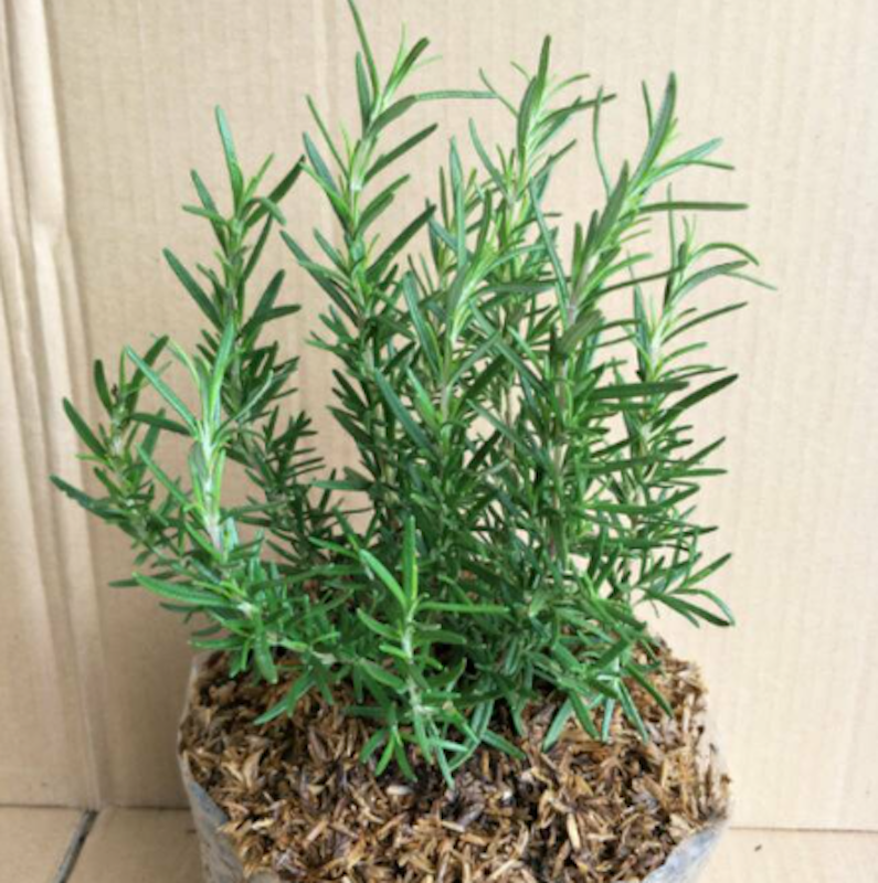 Tanaman Rosemary 3