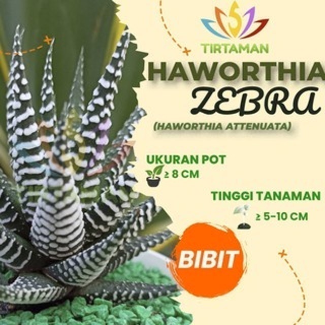  Succulent Haworthia attenuata / Tanaman zebra