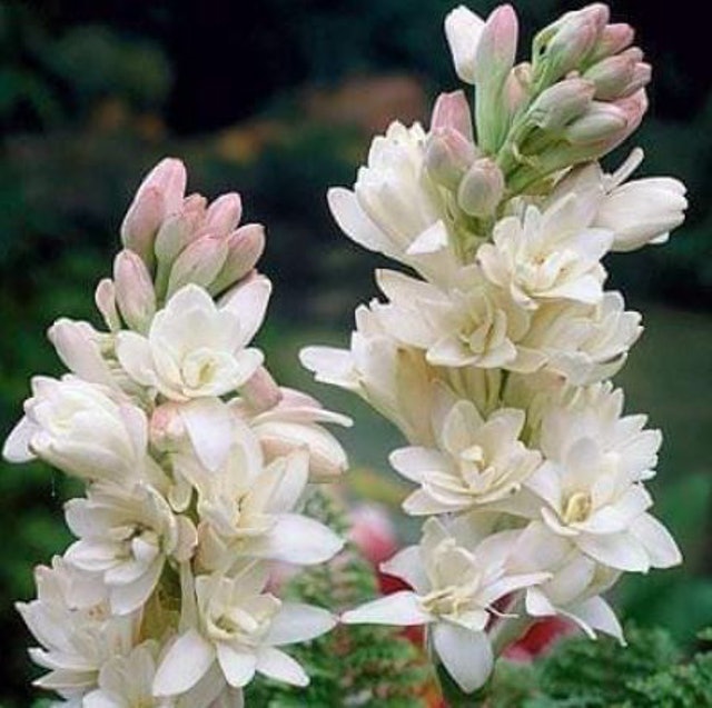  Bibit Bunga Sedap Malam