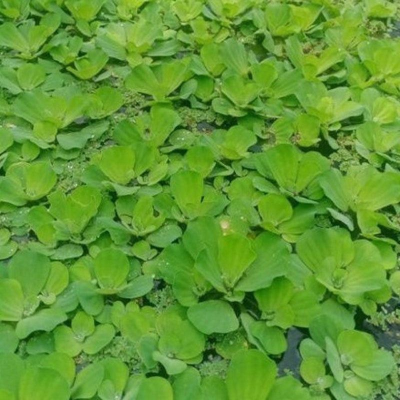 Bibit Pistia stratiotes (apu-apu) 4