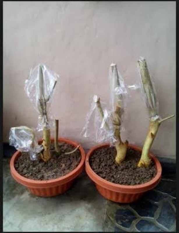 Bonsai Serut 3
