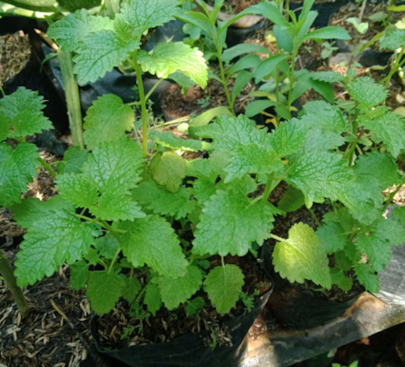 Tanaman Lemon Balm 2