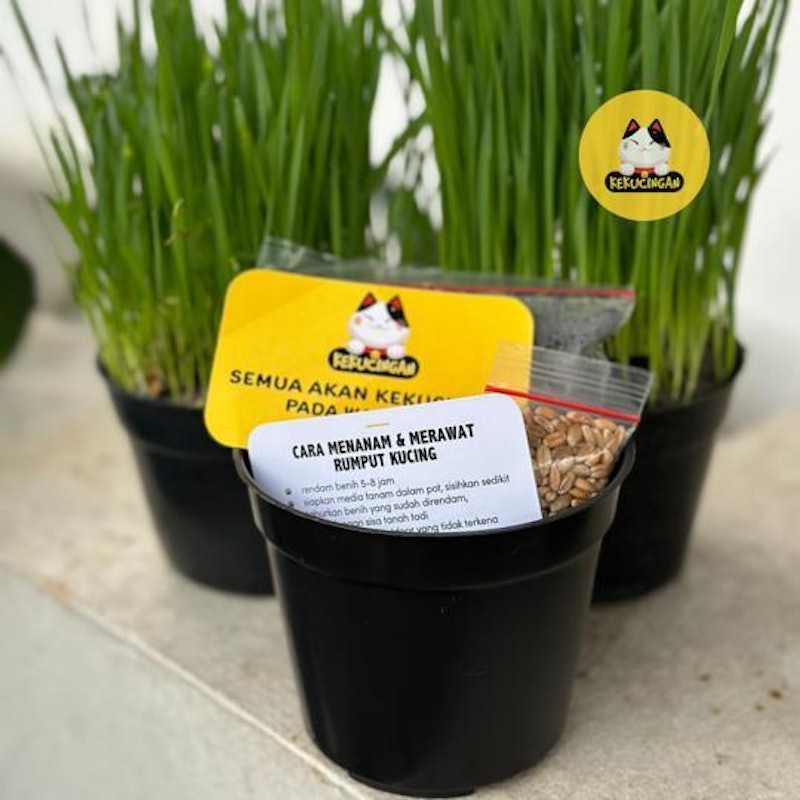 Kekucingan Paket Tanam Wheatgrass 2