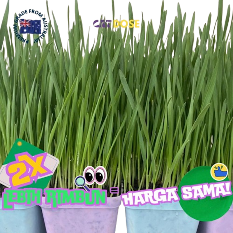 CATDOSE RUMPUT KUCING PREMIUM WHEATGRASS