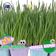 null CATDOSE RUMPUT KUCING PREMIUM WHEATGRASS 1