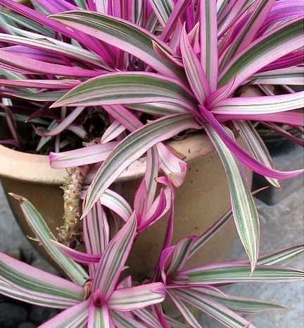 Tradescantia Spathacea