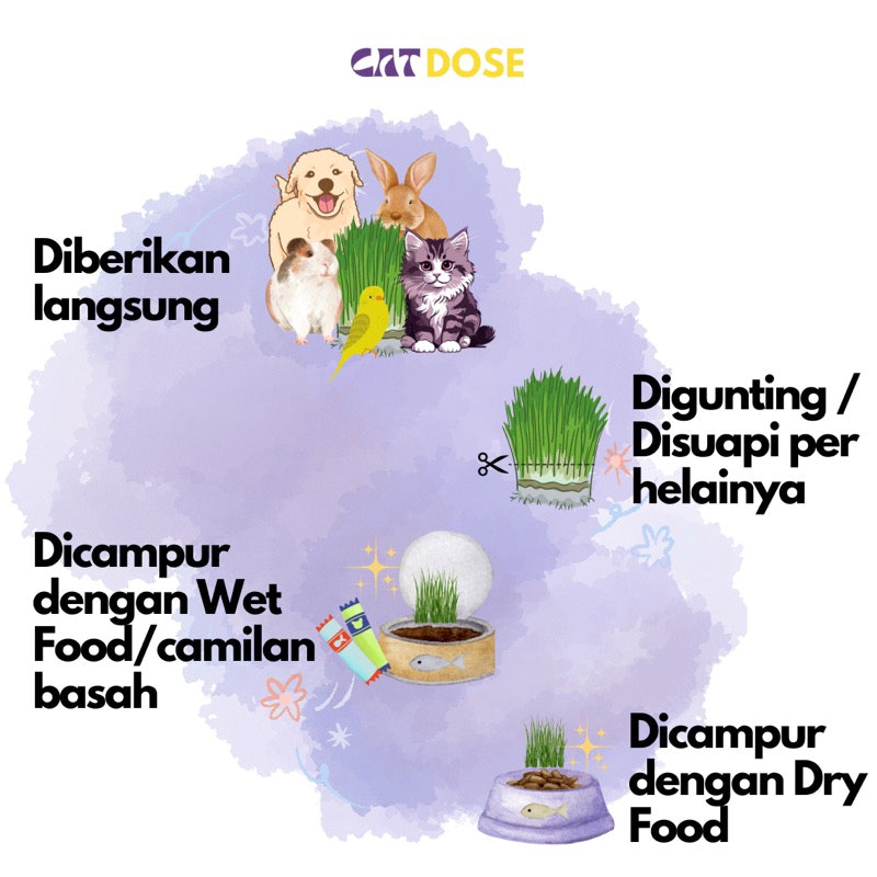 CATDOSE RUMPUT KUCING PREMIUM WHEATGRASS
