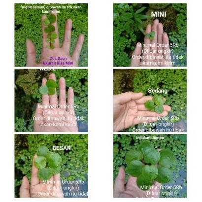 Amazon Frogbit 