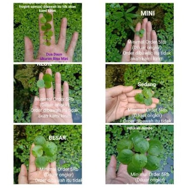 Amazon Frogbit 3