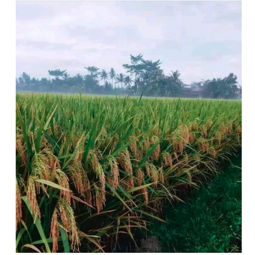  Tani Makmur Sejahtera 303 AGT 1 kg 303-AGT