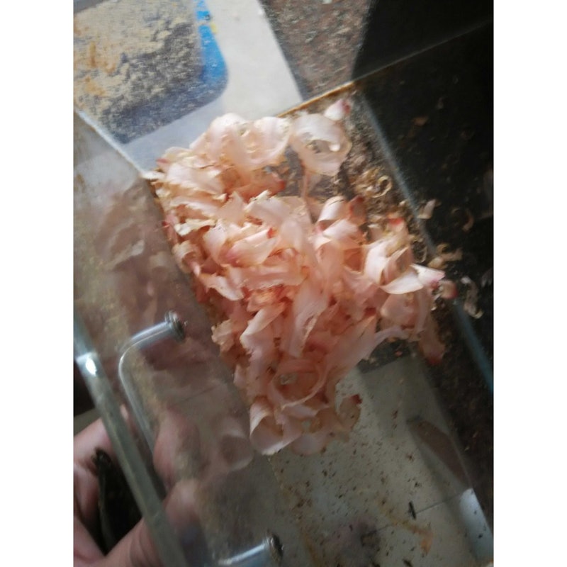 Katsuobushi Grade A 4