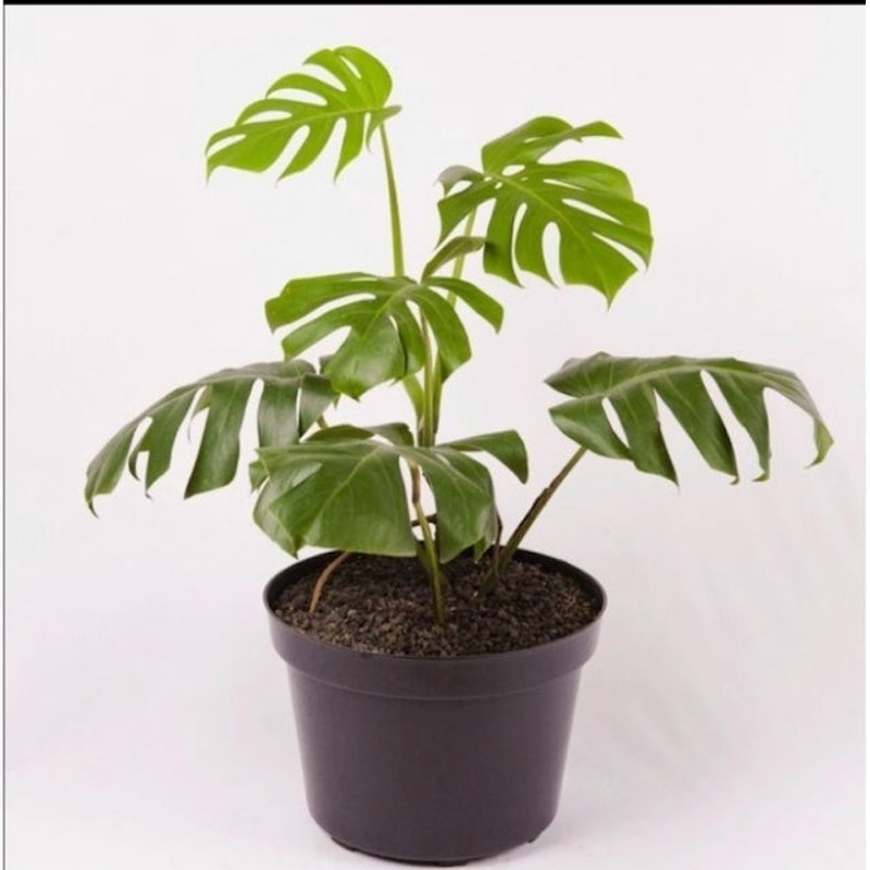 Monstera borsigiana 2