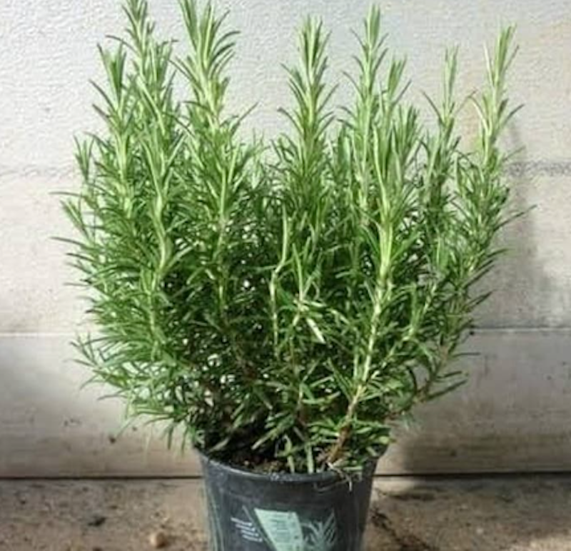 Tanaman Rosemary 5