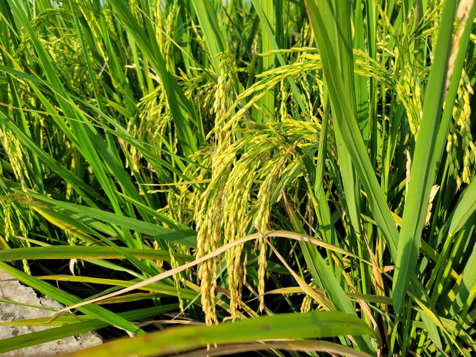 Berkat Mitra Makmur TSAMAR32 Pupuk Makro Tunggal Urea Cair 32% 