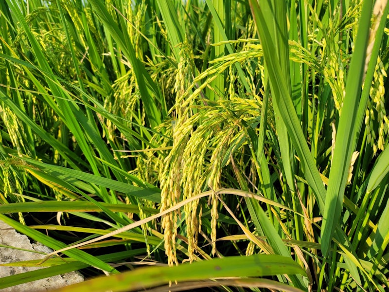 TSAMAR32 Pupuk Makro Tunggal Urea Cair 32% 4