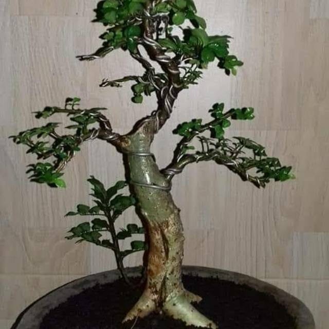 Bonsai Serut