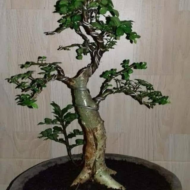 Bonsai Serut 1