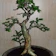 Bonsai Serut 1
