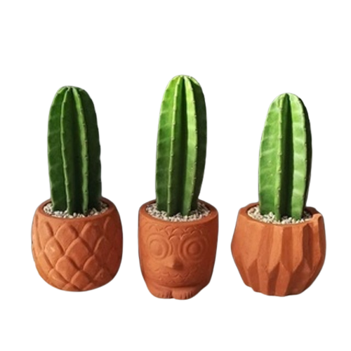 Tanaman Kaktus Koboi Belimbing