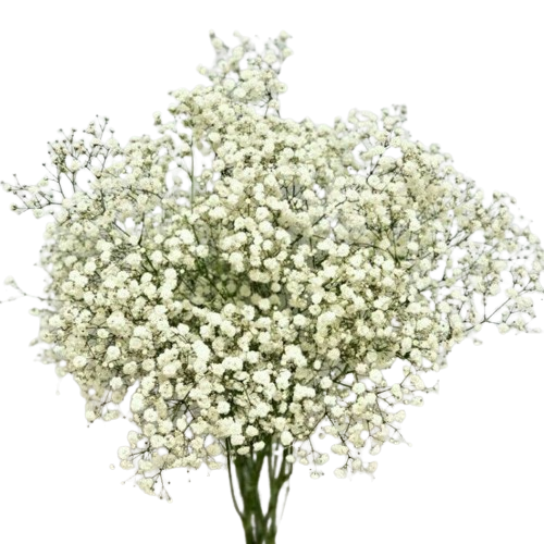 Fresh Natural Baby Breath