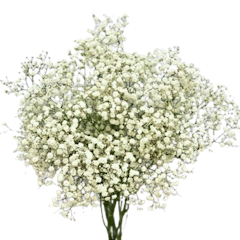 Fresh Natural Baby Breath