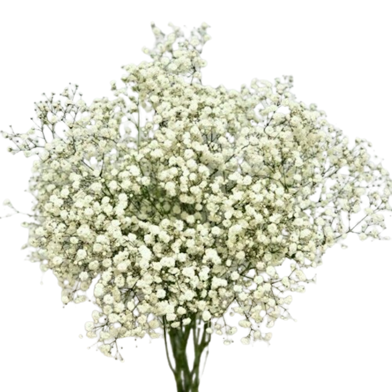 Fresh Natural Baby Breath 1