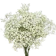 Fresh Natural Baby Breath 1