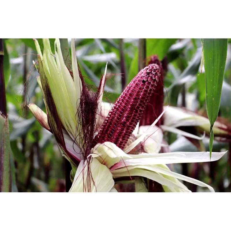  BenihPetani Jagung Ketan Ungu