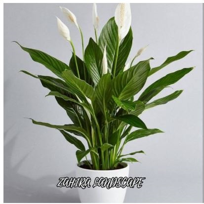 Peace Lily (Spathiphyllum)