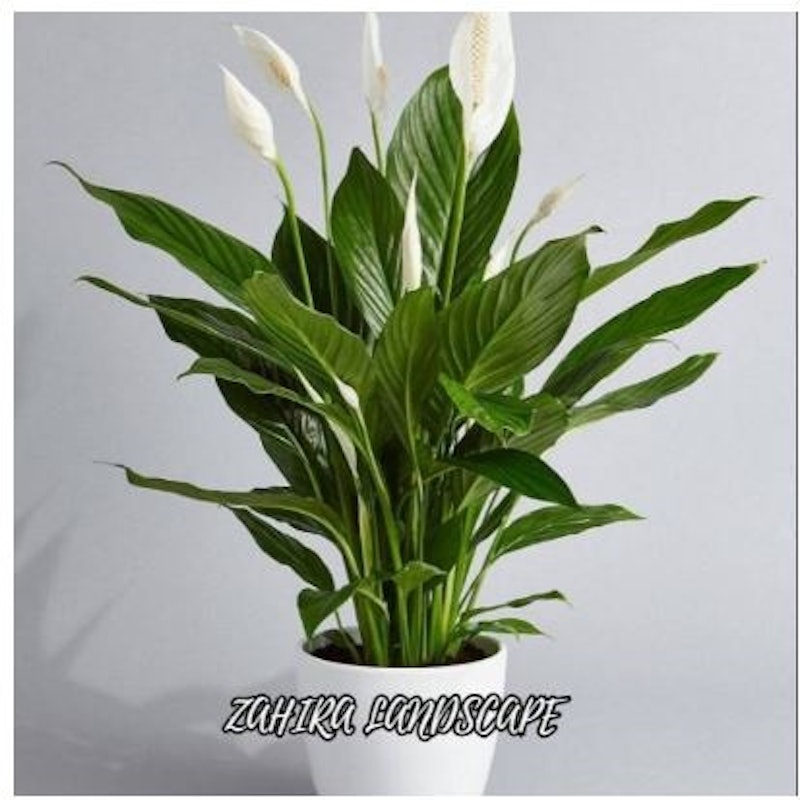 Peace Lily (Spathiphyllum) 4