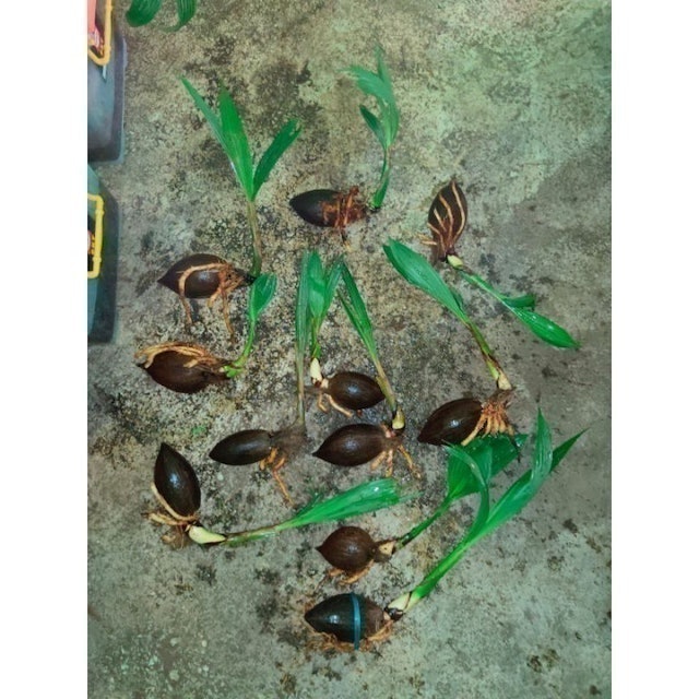  Bonsai Kelapa Gading Kuning