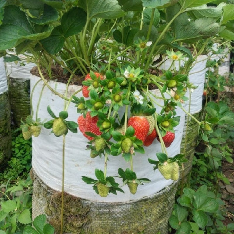 Bibit Strawberry Kalibret (Kelly Bright) 1