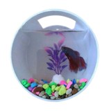 9 Aquarium Dinding Terbaik - Ditinjau oleh Pebisnis Ikan Cupang (Terbaru Tahun 2026) 3