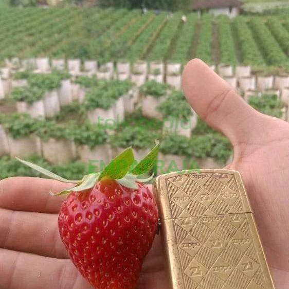  Bibit Strawberry Chandler