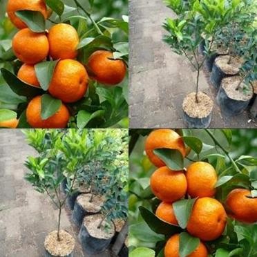 Bibit Jeruk Santang Madu Cangkok 1