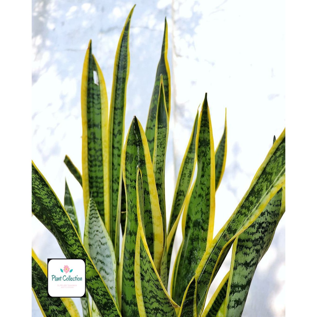 Lidah Mertua (Sansevieria) 3