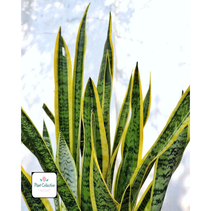 Lidah Mertua (Sansevieria) 3