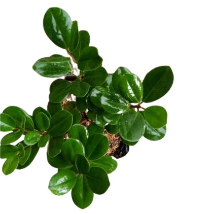  Bibit Beringin Dolar Koin