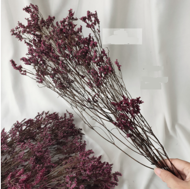 Preserved Limonium 5