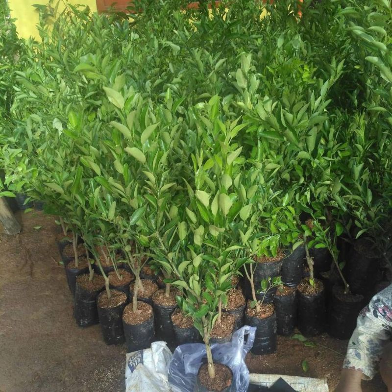 Bibit Jeruk Santang Madu Hasil Okulasi Kondisi Siap Berbuah 5