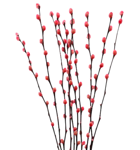 Dried Pussy Willow 2